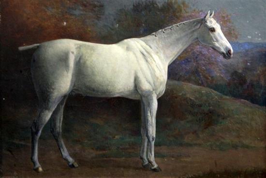 Frank P. Mahony (1862-1916) Portrait of a grey horse Smoke 13.5 x 19.5in.